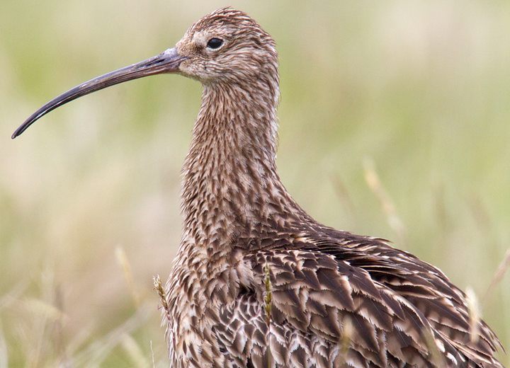 Close up,after ruffling its' feathers.