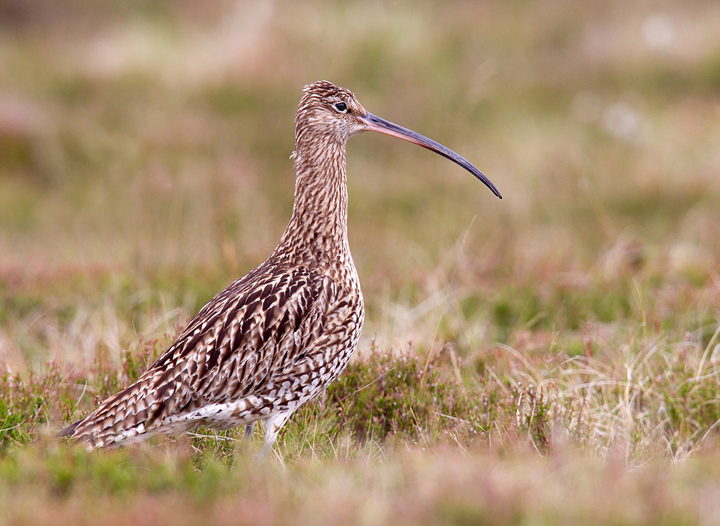 Curlew,Lammermuir Hills,Scottish Borders