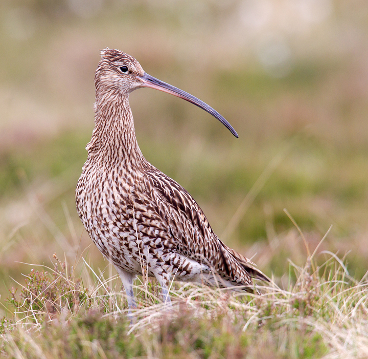 Curlew,Lammermuir Hills,Scottish Borders