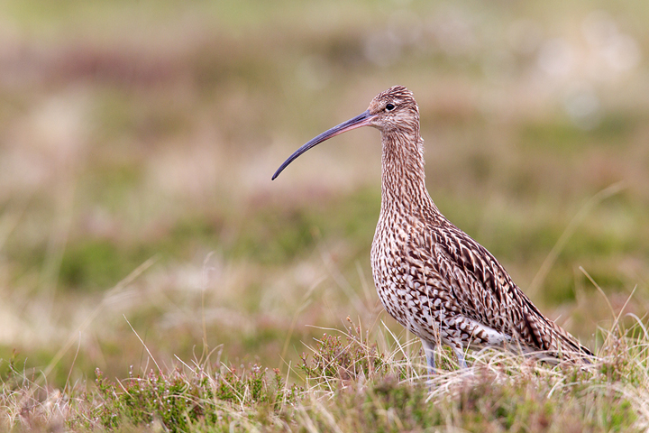 Curlew,Lammermuir Hills,Scottish Borders