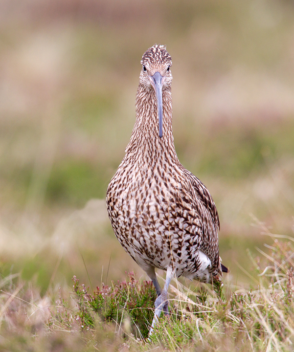 Strutting Curlew.