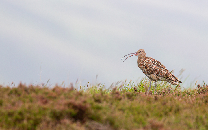 Curlew calling,in habitat.