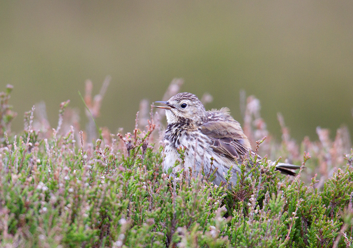 Meadow Pipit singing in the heather.