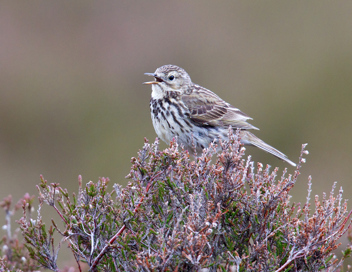 Meadow Pipit singing.
