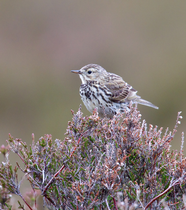 Meadow Pipit,Lammermuir Hills,Scottish Borders