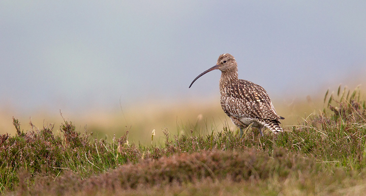 Curlew in habitat.