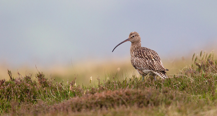 Curlew in habitat.