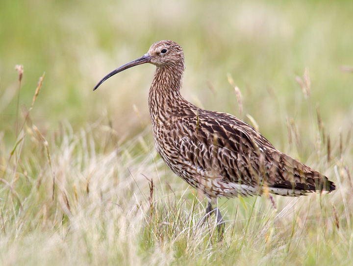 Curlew,Lammermuir Hills,Scottish Borders