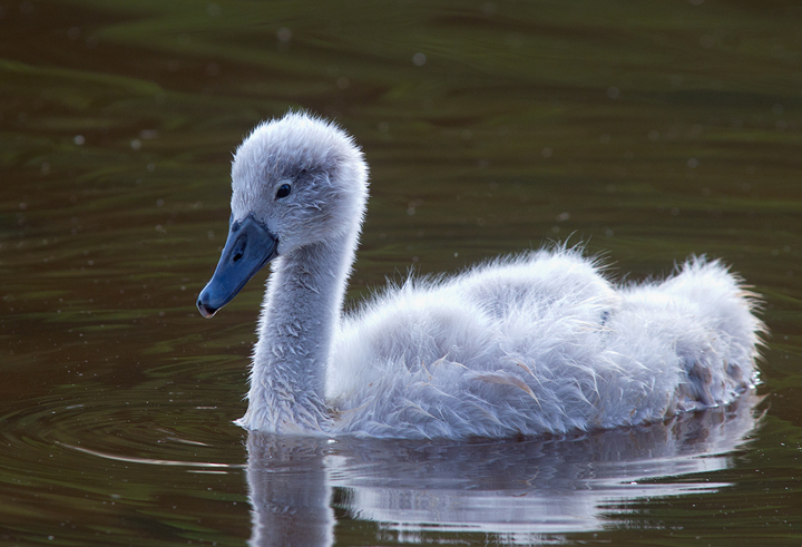 Backlit Cygnet.