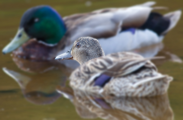 Mallards,with selective focus and sharpening on the females' head.