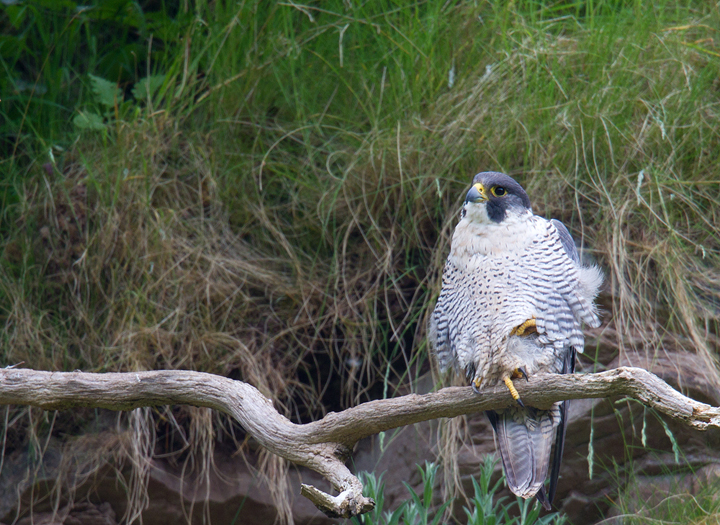 Peregrine,Berwickshire,Scottish Borders