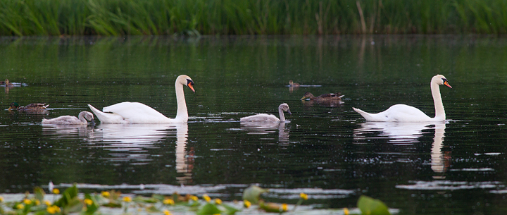 Mute Swan family pano.