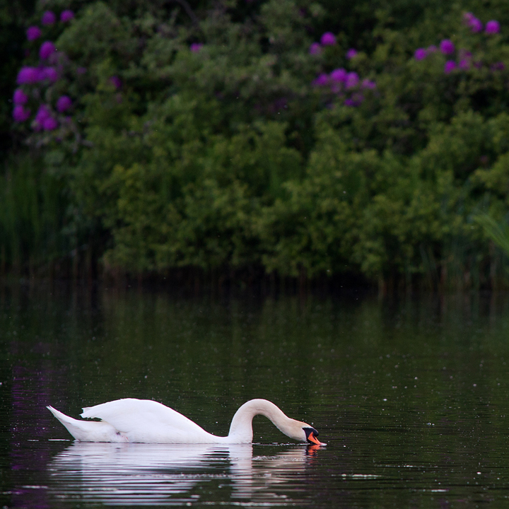 Mute Swan feeding.