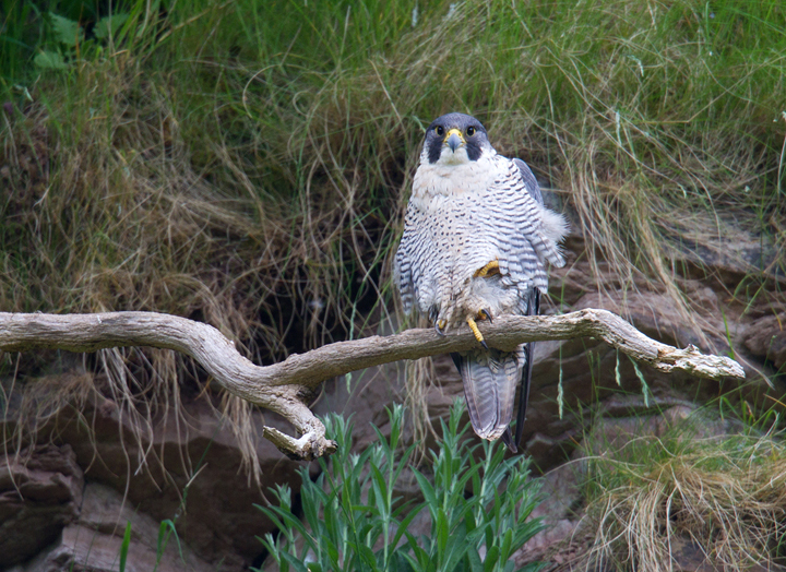 Peregrine,Berwickshire,Scottish Borders