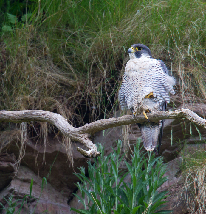 Peregrine,Berwickshire,Scottish Borders