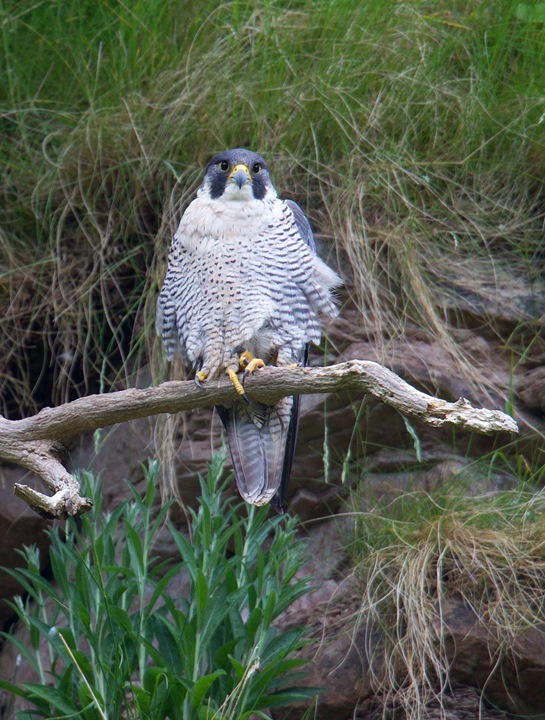 Peregrine,Berwickshire,Scottish Borders