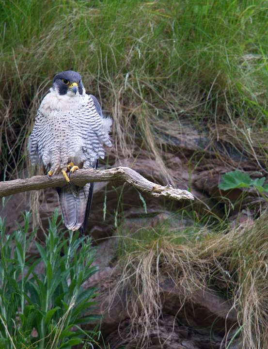 Peregrine,Berwickshire,Scottish Borders