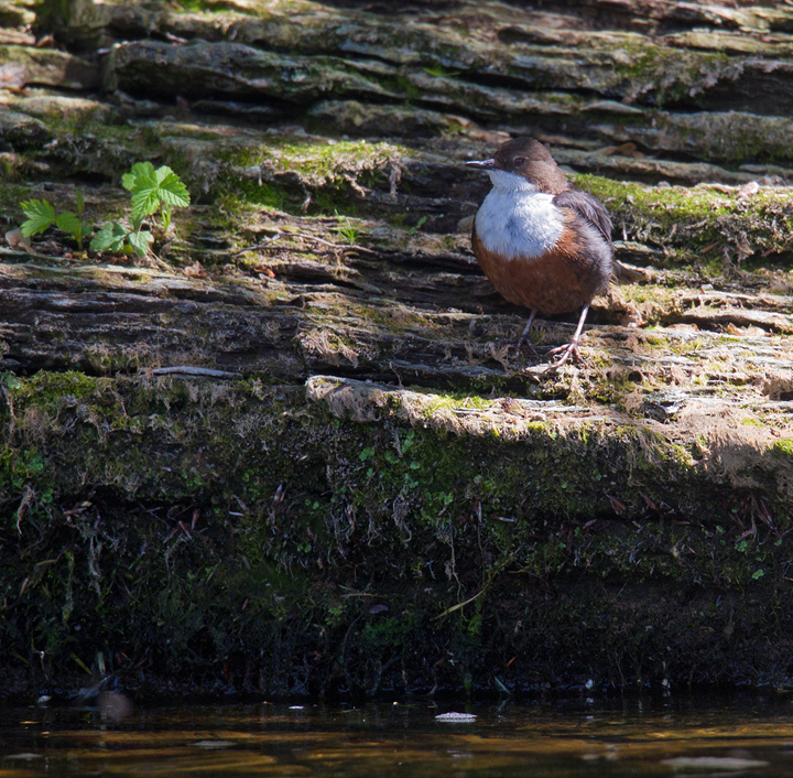 Diipper above the river in dappled light.