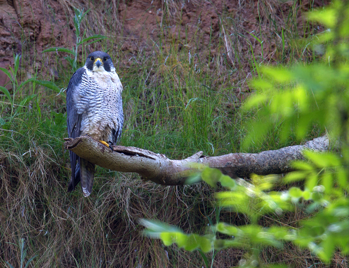 Peregrine,Berwickshire,Scottish Borders