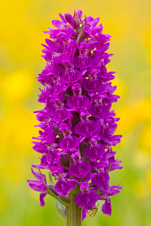 N.M.Orchid with spider,and buttercup background.