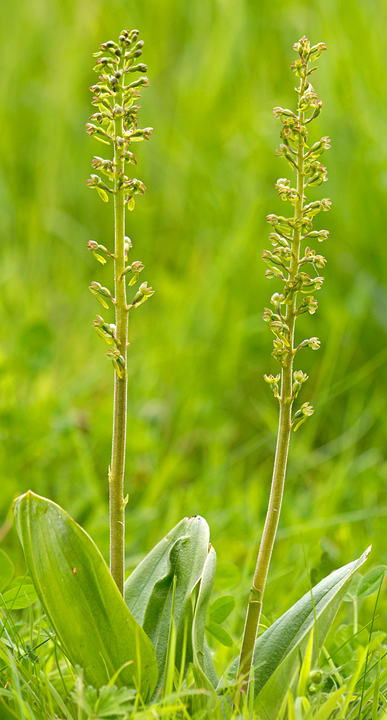 The lighting helps to separate the twayblade plants from the background.
