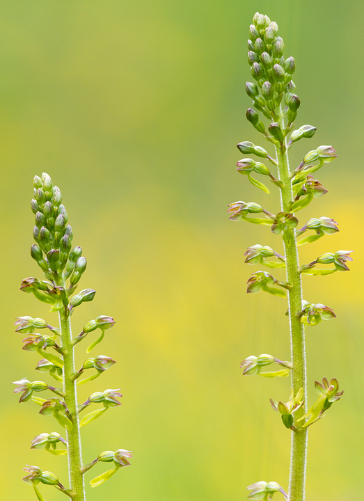 Pair of Twayblade flower stems with buttercup background.