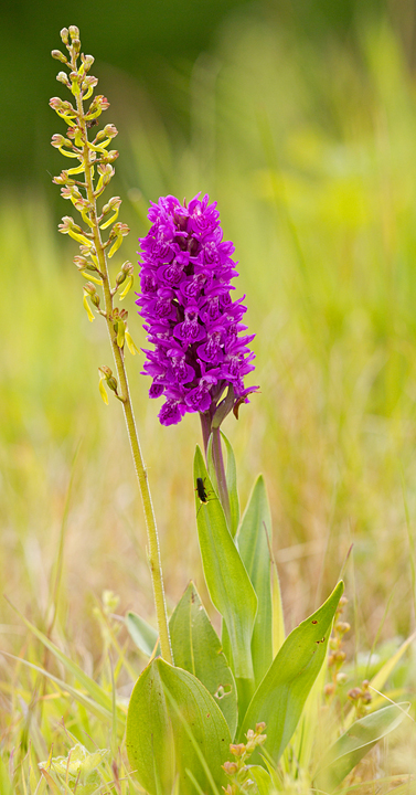 Lighter twayblade against darker background,darker N.M.Orchid against lighter background.