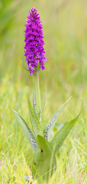 Some of the N.M.Orchids had spotted leaves.