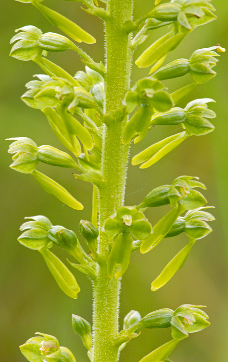 Close up of the more delicate Twayblade flowers.