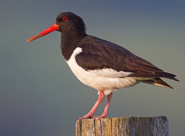 Oystercatcher posing on a fence post.
