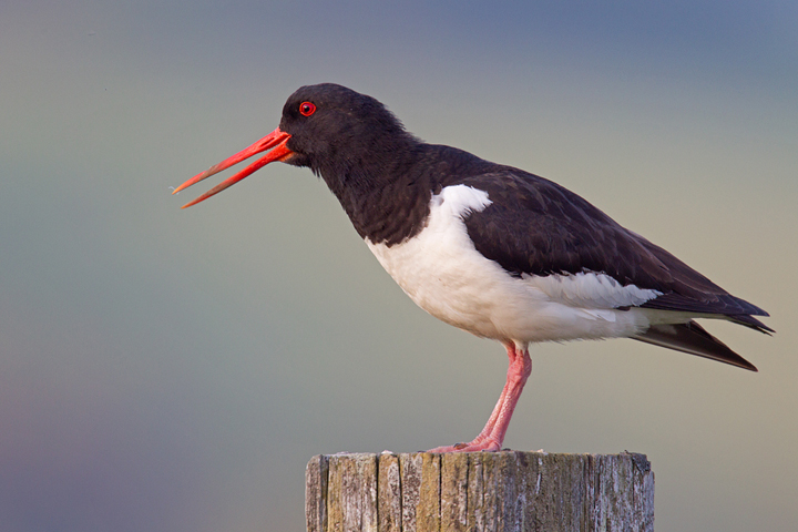 Oystercatcher,Lammermuir Hills,Scottish Borders