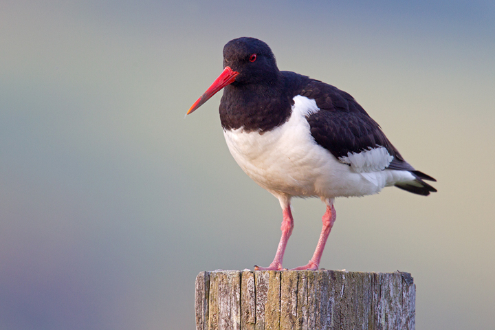 Oystercatcher,Lammermuir Hills,Scottish Borders