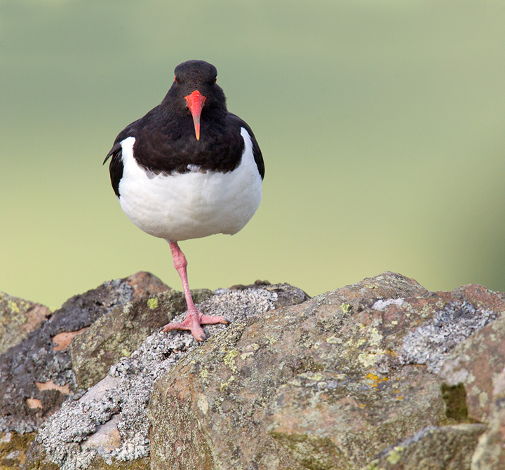 Oystercatcher,Lammermuir Hills,Scottish Borders