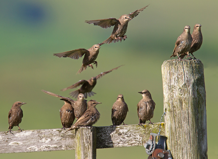 Young Starlings,coming in to land on fence.