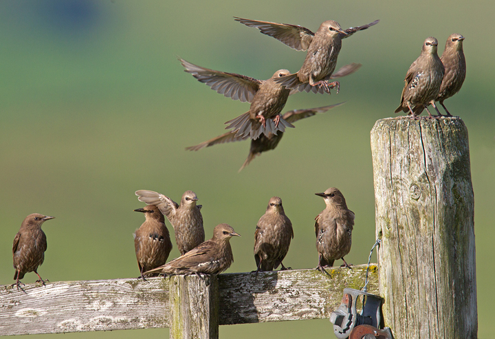 Young Starlings,Lammermuir Hills,Scottish Borders