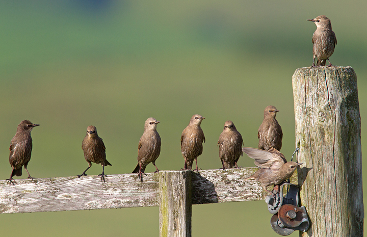 Young Starlings,Lammermuir Hills,Scottish Borders