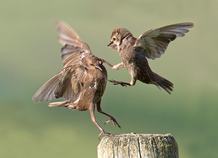 Squabbling young starlings.