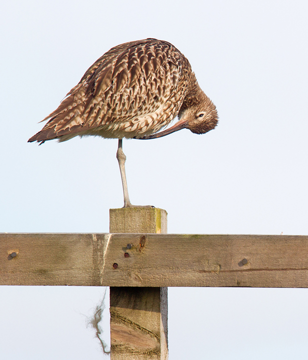 Curlew preening.