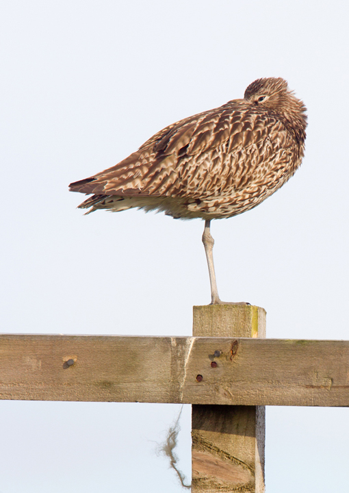 Curlew,half asleep but keeping an eye on me.