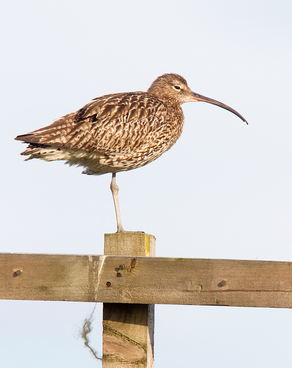 Curlew,Lammermuir Hills,Scottish Borders