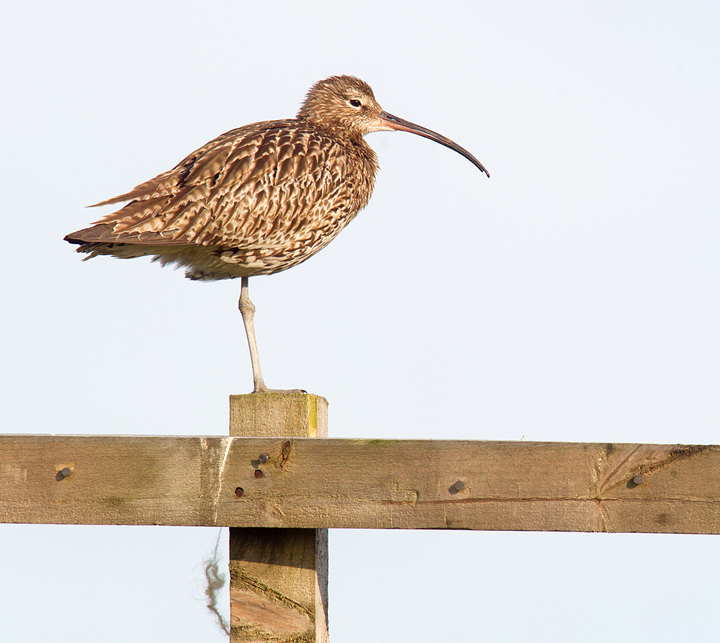 Curlew,Lammermuir Hills,Scottish Borders