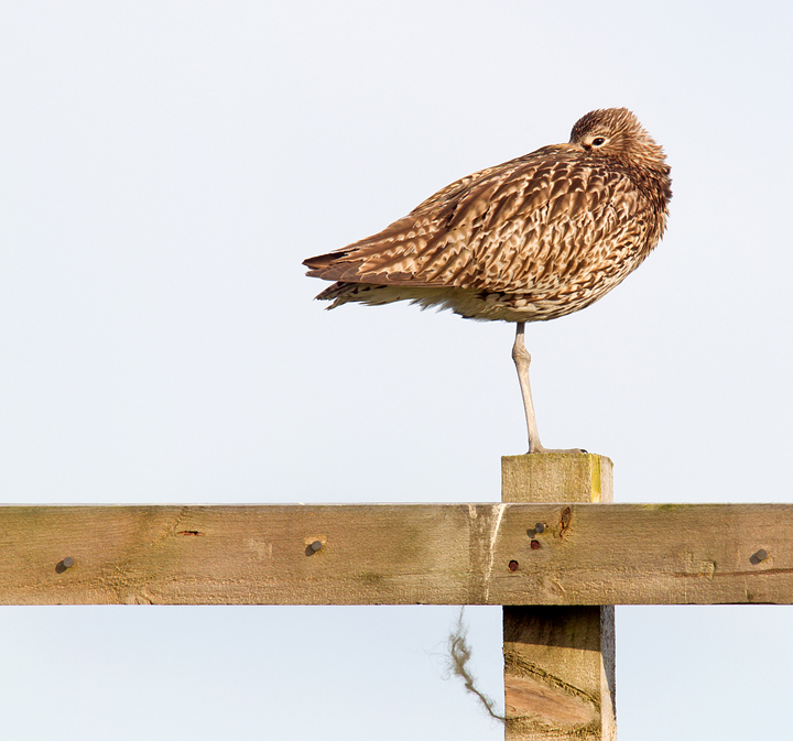 Relaxed Curlew.