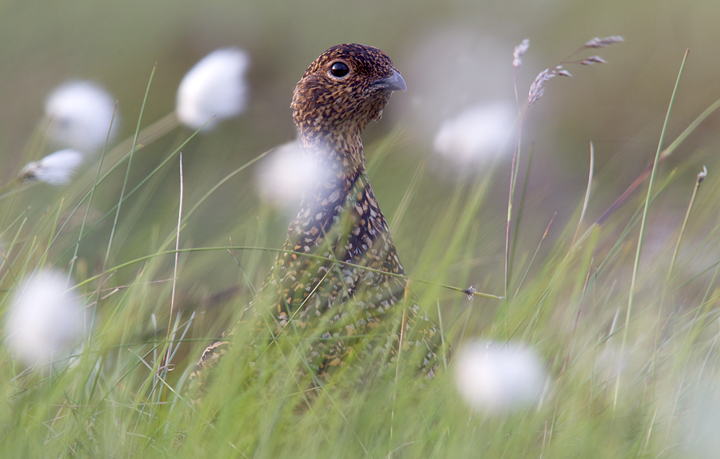 Red Grouse f,Lammermuir Hills,Scottish Borders