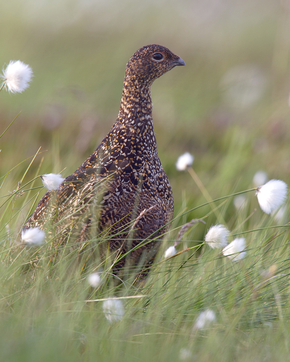 Red Grouse f,Lammermuir Hills,Scottish Borders