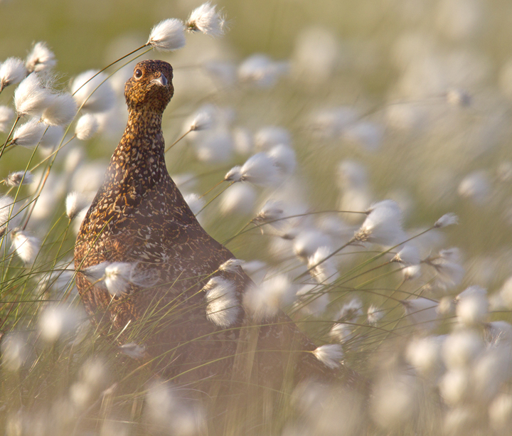 Female Red Grouse in the cotton grass.