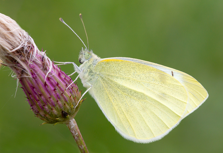 Small White Butterfly,Berwickshire,Scottish Borders