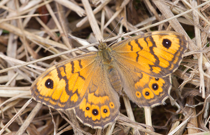 Wall Butterfly,Berwickshire,Scottish Borders