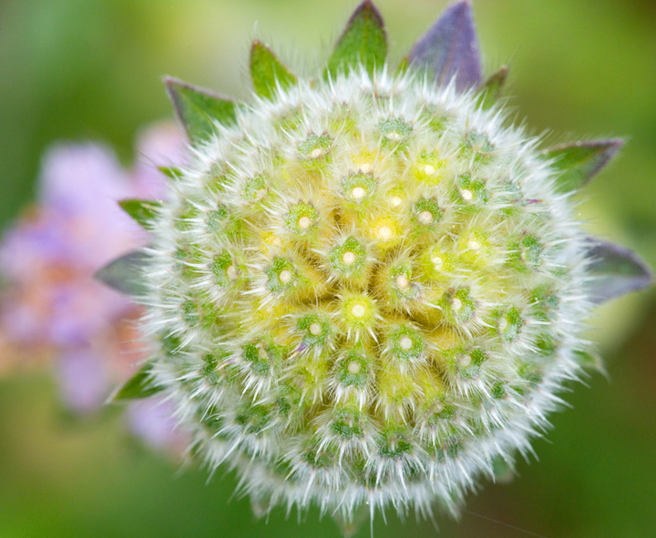 Field Scabious,Berwickshire,Scottish Borders