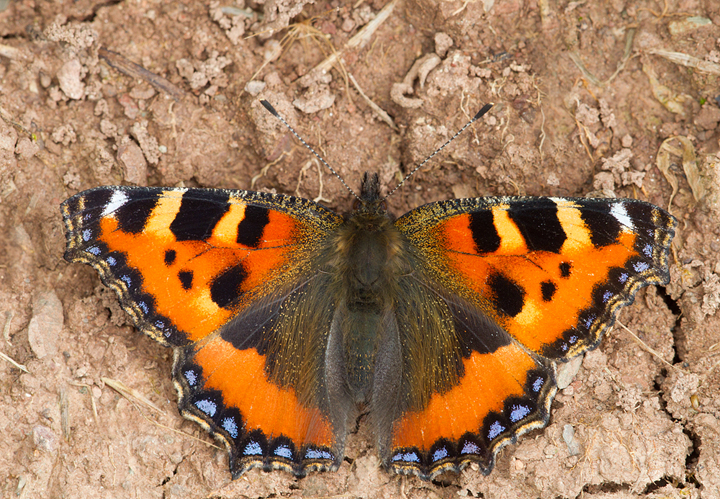 Small Tortoiseshell Butterfly,Berwickshire,Scottish Borders