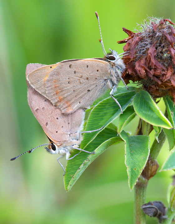 Mating Small Copper Butterflies,Berwickshire,Scottish Borders